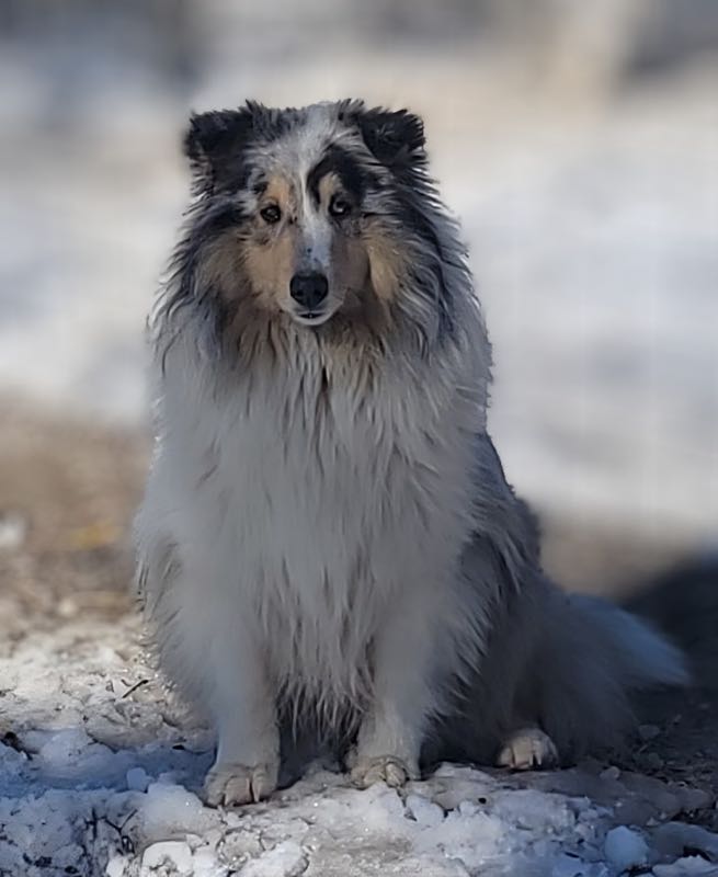 Poe Hill Puppies Shetland Sheepdog
