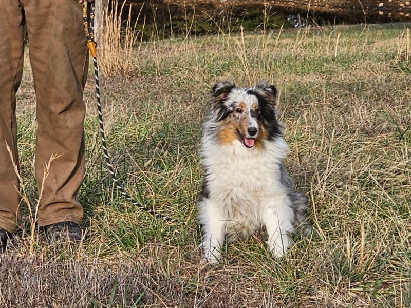 Poe Hill Puppies Shetland Sheepdog