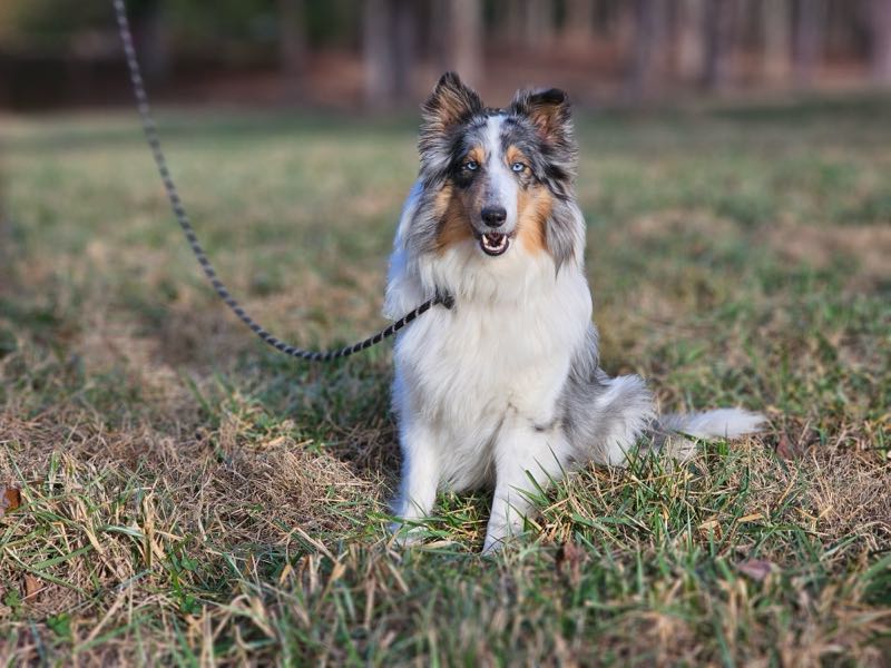 Poe Hill Puppies Shetland Sheepdog
