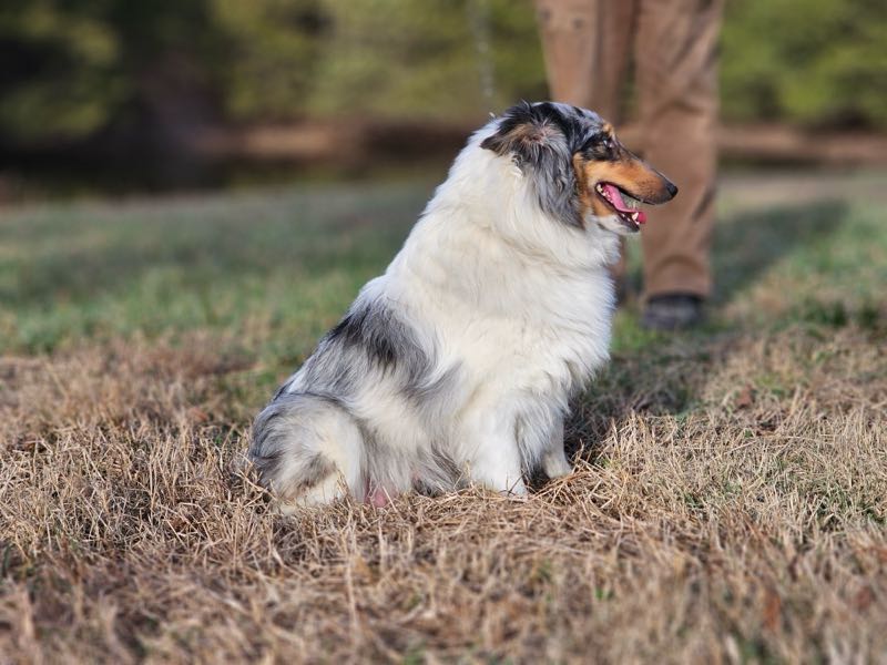 Poe Hill Puppies Shetland Sheepdog