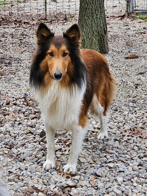 Poe Hill Puppies Shetland Sheepdog