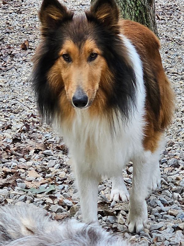 Poe Hill Puppies Shetland Sheepdog