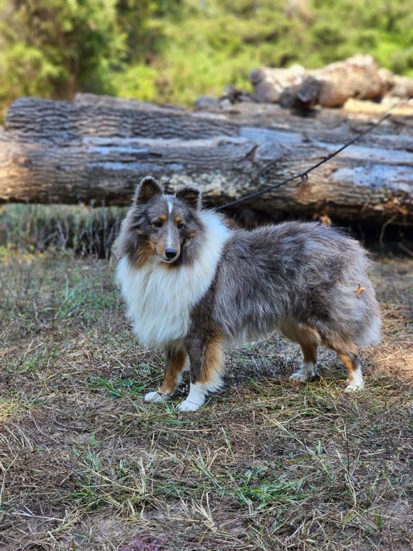 Poe Hill Puppies Shetland Sheepdog