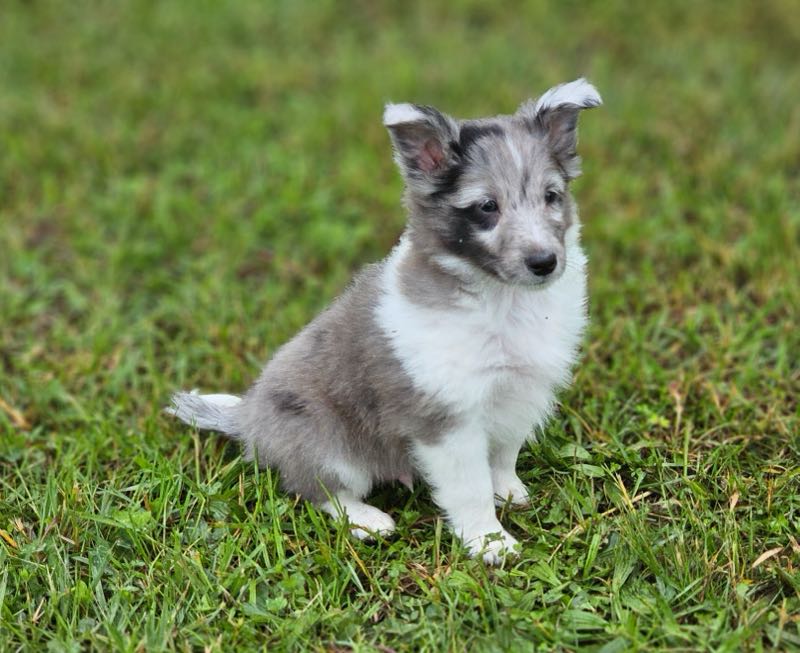Poe Hill Puppies Shetland Sheepdog Puppy