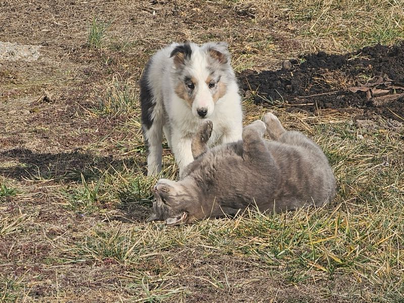 Poe Hill Puppies Shetland Sheepdog Puppy