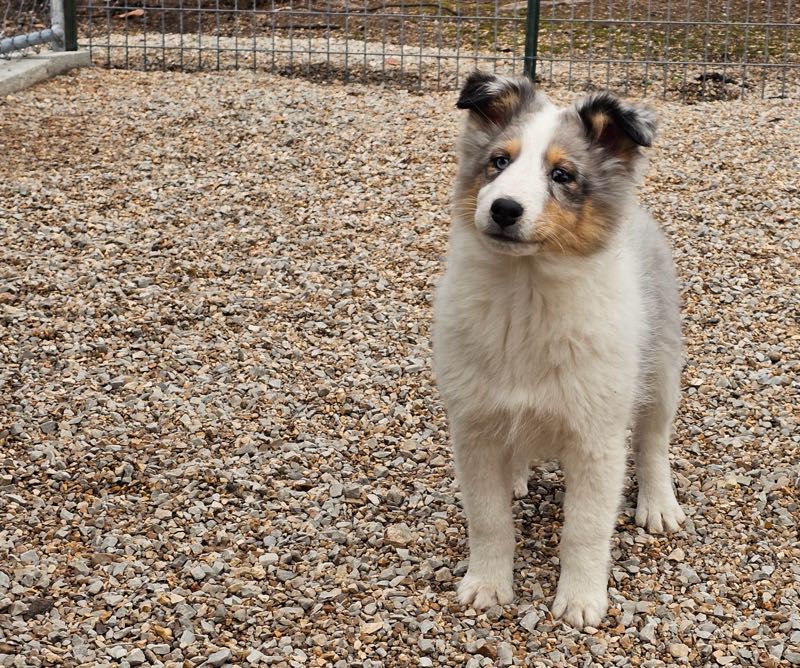 Poe Hill Puppies Shetland Sheepdog Puppy