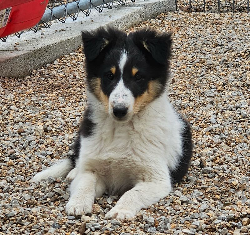 Poe Hill Puppies Shetland Sheepdog Puppy