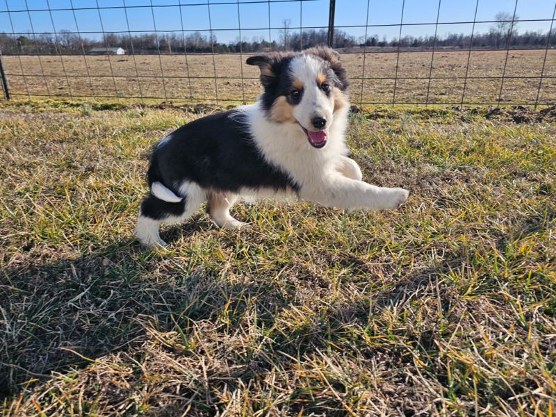 Poe Hill Puppies Shetland Sheepdog Puppy
