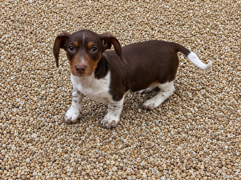 Dachshund Puppy